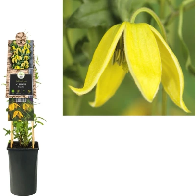 Afbeelding van Klimplant Clematis tangutica (Bosrank)