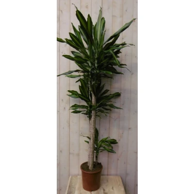 Afbeelding van Kamerplant Drakenbloedboom Dracaena Massangeana Geel Groen 160 cm Warentuin Natuurlijk