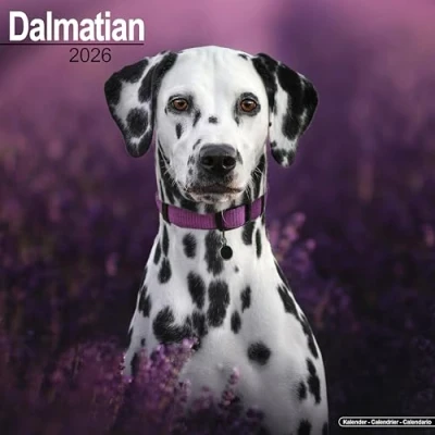 Afbeelding van Dalmatier Kalender 2026