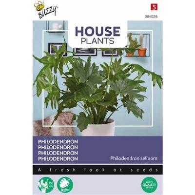 Afbeelding van House Plants Philodendron selluom Buzzy
