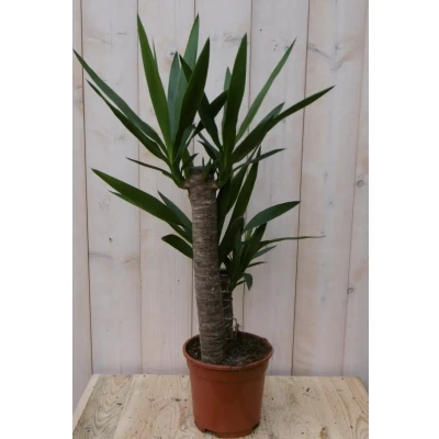 Afbeelding van Kamerplant Yucca 60 cm Warentuin Natuurlijk