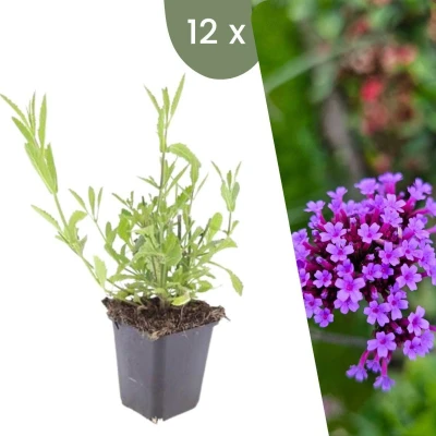 Afbeelding van Plants by Frank 12 Ijzerhard planten Verbena bonariensis Winterharde bodembedekker tuinplanten vaste meerjarig
