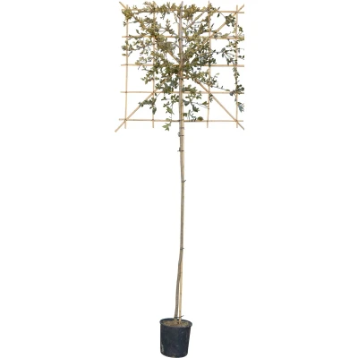 Afbeelding van Steeneik leiboom 200 cm Quercus ilex 320 Warentuin Natuurlijk