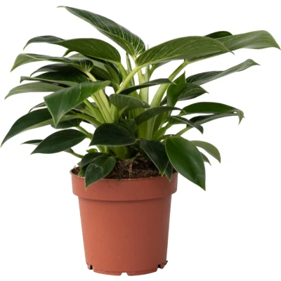 Afbeelding van Philodendron &#039;White Wave&#039; Pot 12cm Hoogte 20 30cm Phil. White wave P12